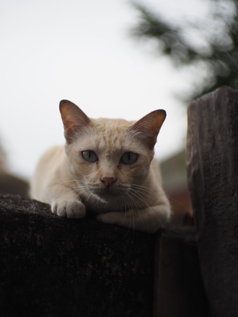 A cat sitting on top of a wooden fence