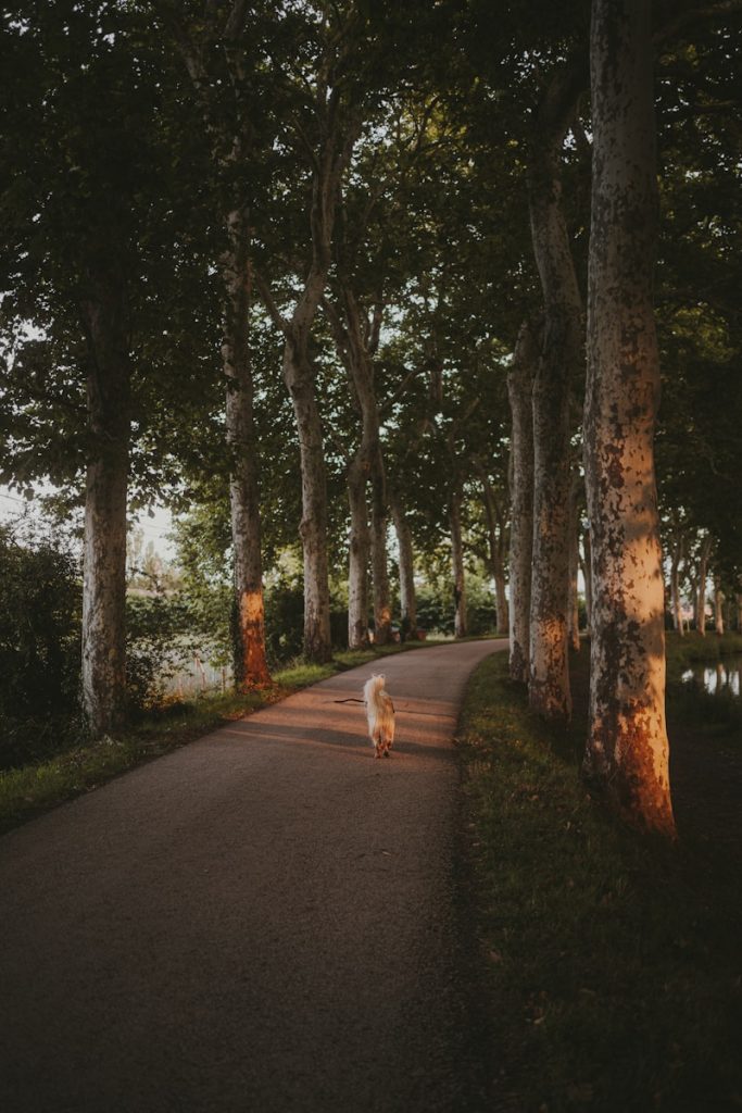 A dog walking down a tree lined road